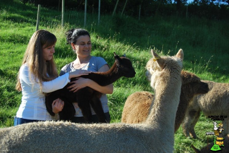Alpacas de la tierruca